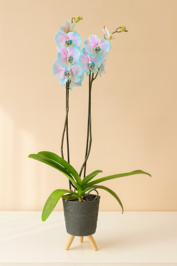 İthal Renkli Orkide