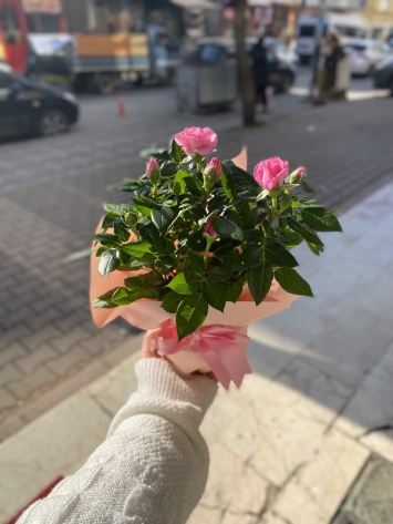 Saksıda güller 