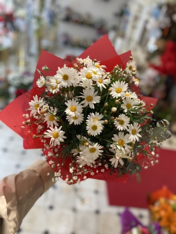 Kır Papatyası 