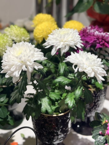 Renkli saksıda kasımpatı