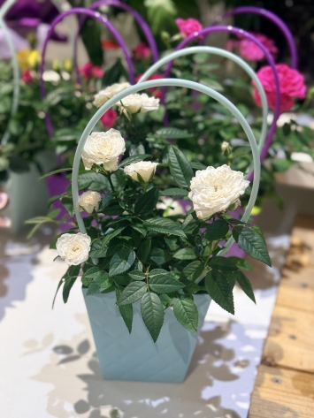 Renkli saksıda güller 